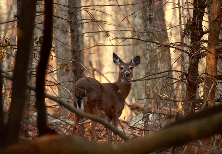 doe in forest